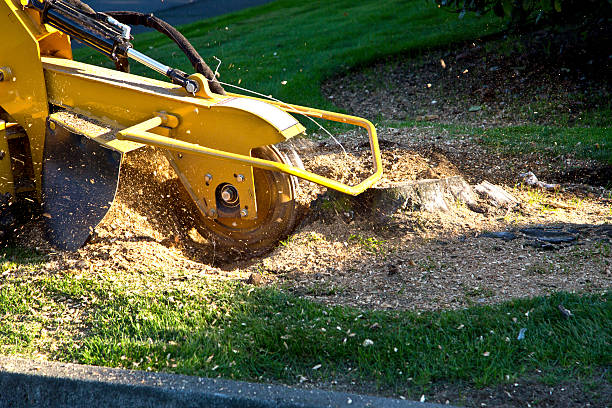 Best Mulching Services  in USA